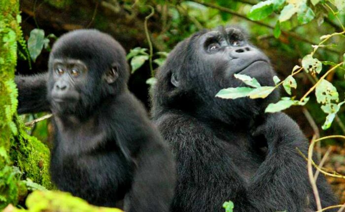 10Day Bwindi Gorillas and Mafia