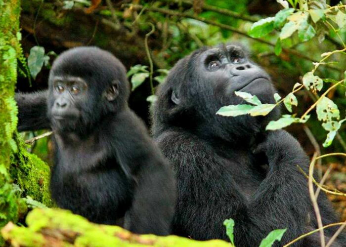 10Day Bwindi Gorillas and Mafia
