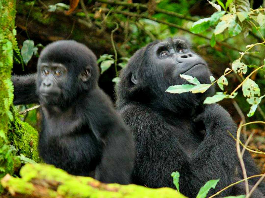 10-bwindi-gorilla-trek-chimpanzees