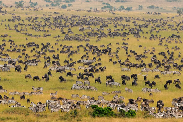 8 Days Kenya Safari Tour