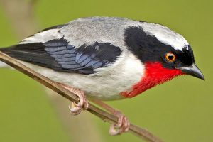 5 Day Bird Safari in Murchison