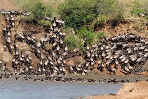 6 Day Kenya Wildebeest
