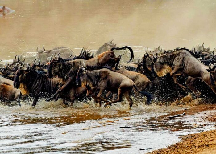 6-day-kenya-wildebeest-migration-safari