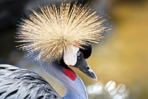 7 Day Uganda Birding Safari