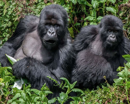 DR Congo Safaris