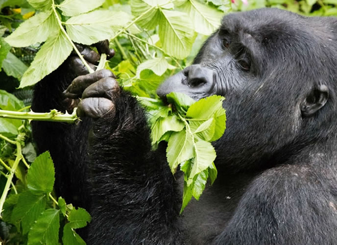 3 Day Uganda Luxury Gorilla