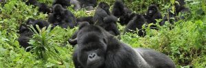 Best Country to Witness Majestic Gorillas