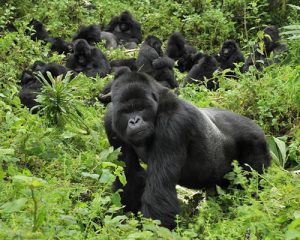 Rwanda Safaris