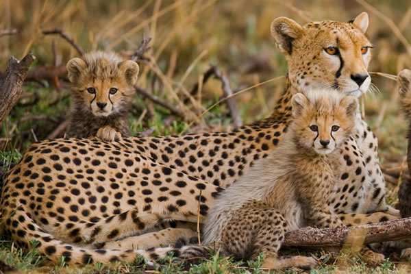 5 Days Wildlife Safari in Masai Mara