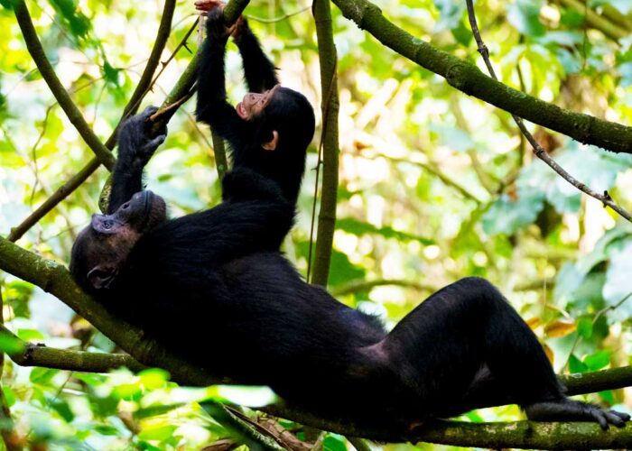 3-day-chimp-tracking-in-kibale