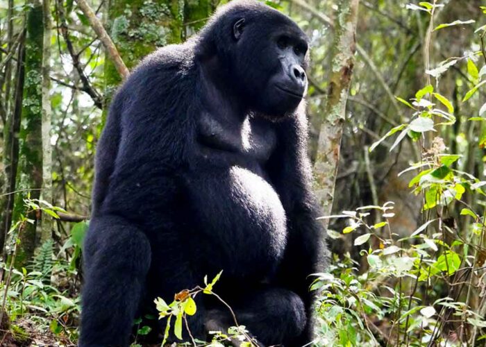 3-day-rwanda-to-uganda-gorilla-trek