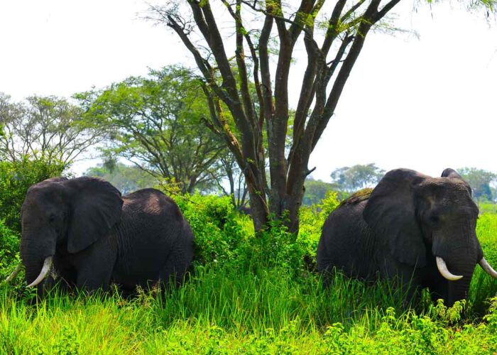 5-day-gorilla-game-viewing-safari