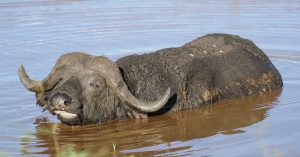 8 Day Kidepo & Murchison Wildlife Safari