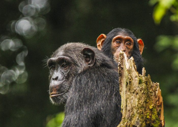 8 Day Luxury Uganda Gorilla Safari