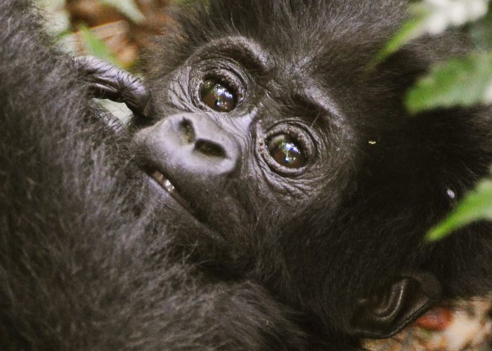 Baby Gorilla in Bwindi Impenetrable Forest National Park