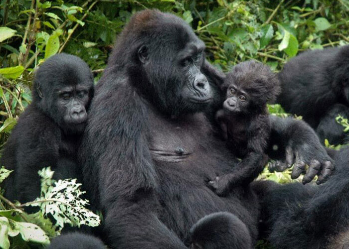 6day Rwanda gorilla trackig safari