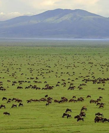3Day Serengeti wildlife