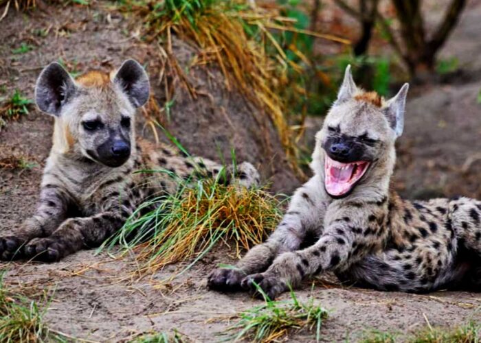 10-day-wildlife-safari-to-tanzania
