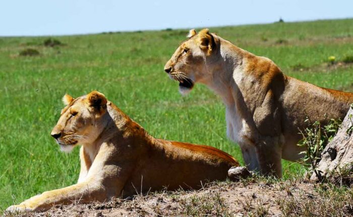 3-days-masai-mara-safari-package