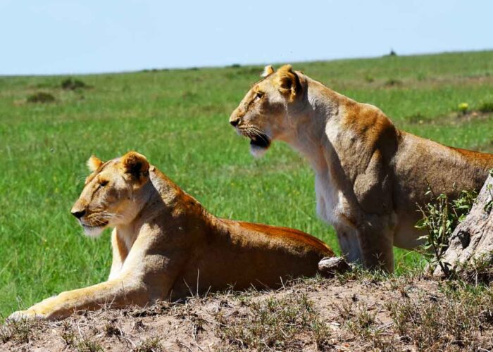 10Day Kenya Uganda Safari