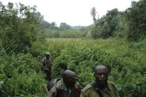About Congo National Parks
