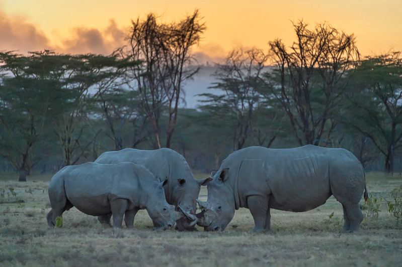 Unveiling the Mysteries of Rhinos