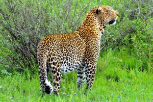 About Tanzania National Parks