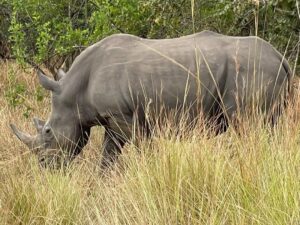 Rhino Trekking in Uganda 3 Days Murchison falls National