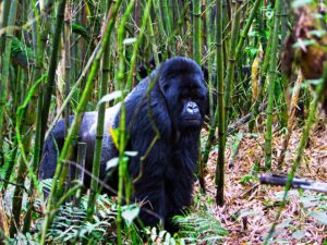 about-rwanda-national-park