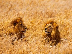 about-tanzania-national-parks