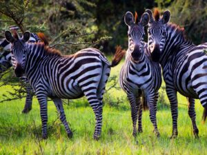 about-uganda-national-park about-uganda-national-park