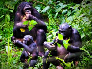 Bonobos are great apes like humans