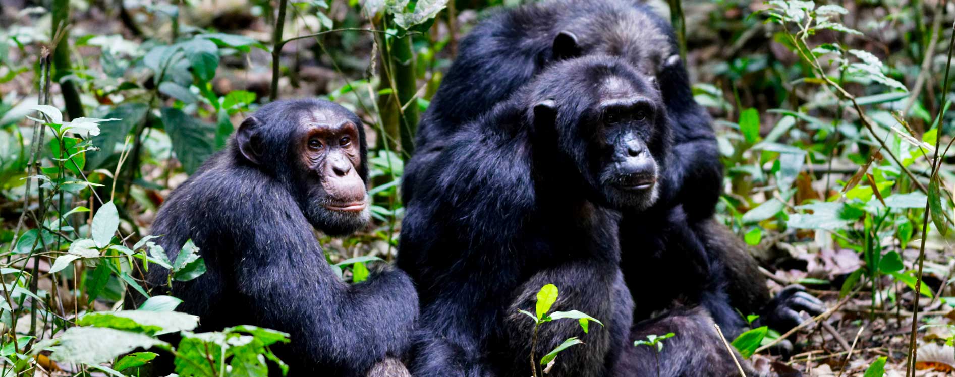 chimpanzee-tracking-experience-in-uganda