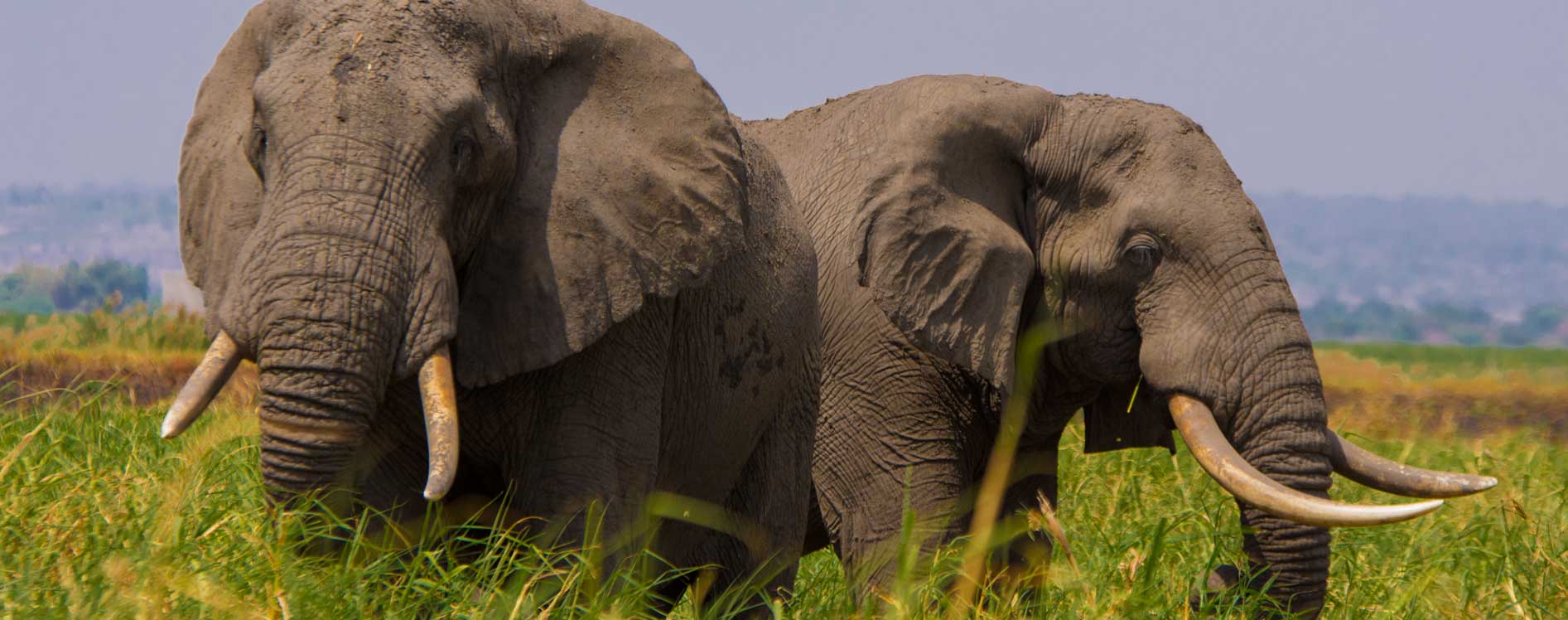 elephants-in-uganda