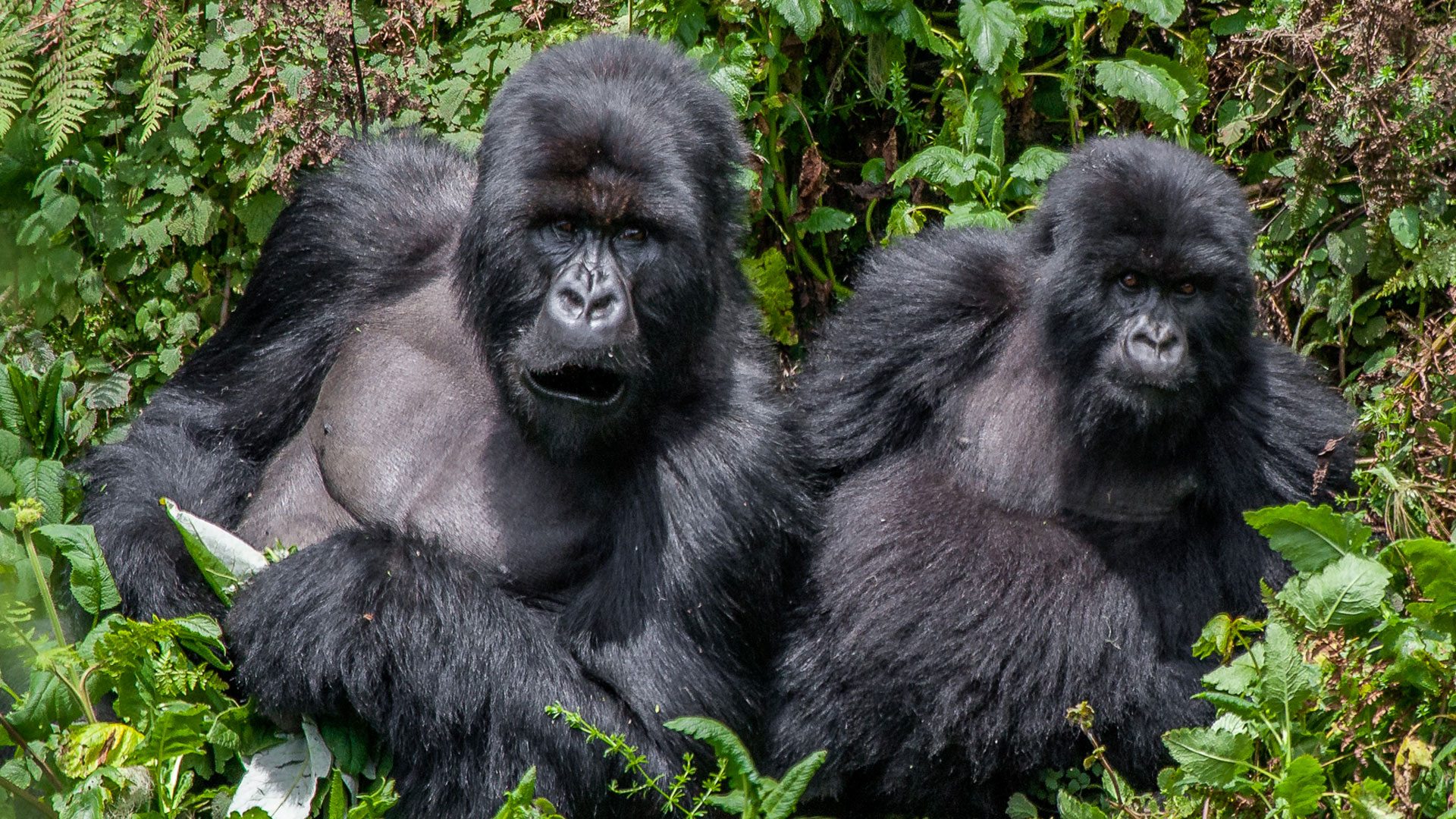 Bwindi gorillas