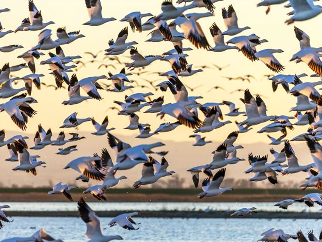 migratory-birds-to-uganda