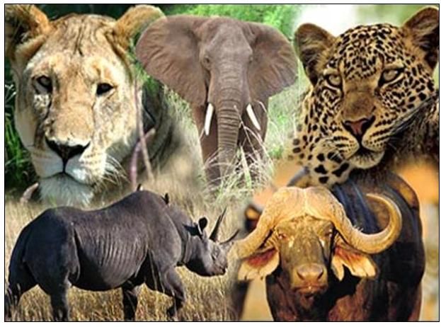 Exploring the Majestic Big Five of Africa