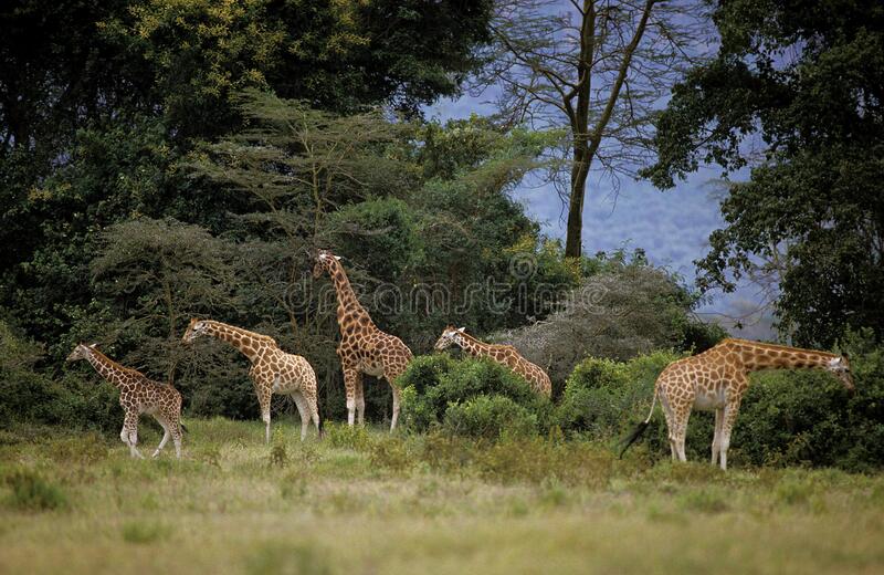 rothschild-s-giraffe-giraffa-camelopardalis-rothschildi-group-adults-bush-kenya-rothschild-s-giraffe-giraffa-camelopardalis