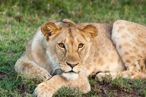  Kidepo Valley National Park