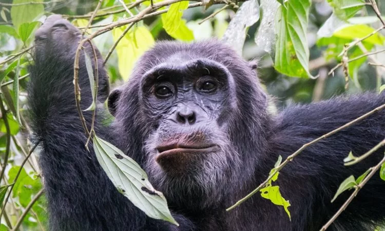 "Chimpanzee Trekking:"