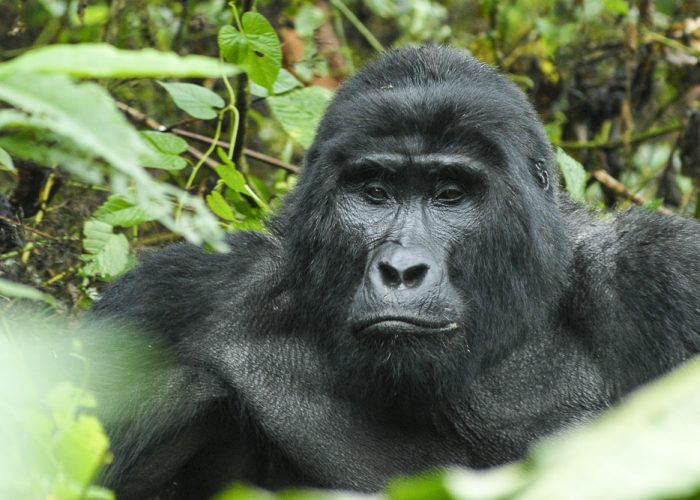 4-Days Uganda Gorilla Trekking and Wildlife Tour