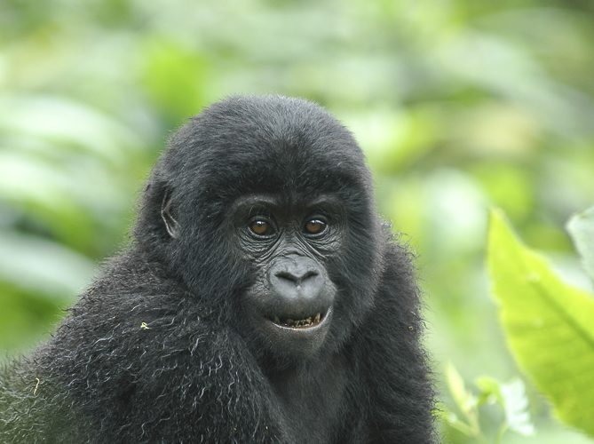 6Days Uganda Great Apes Safari