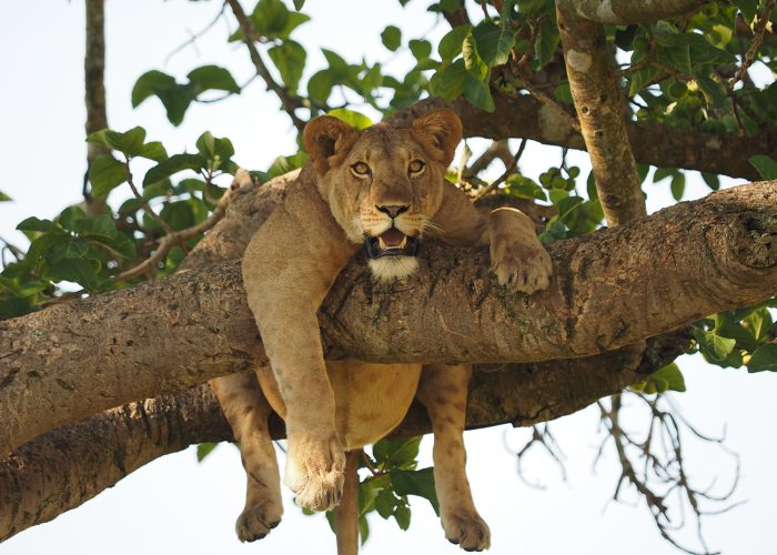 A tree climbing lion in Queen Elizabeth National park