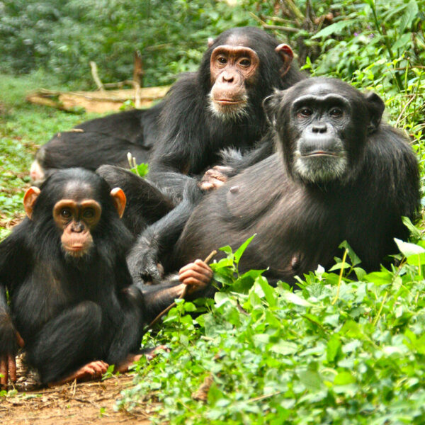 4Day Gorilla and chimpanzee
