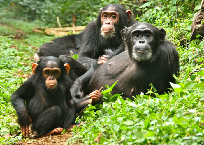 4Day Gorillas and Chimpanzees Trekking Safari