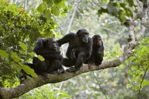 chimpnzi