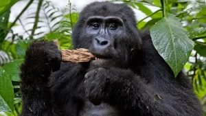 ” Crafting Your Dream Uganda Safari " Crafting Your Dream Uganda Safari