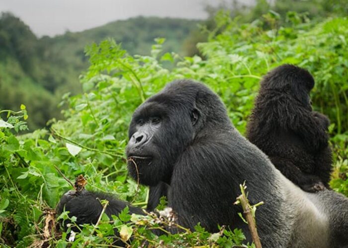 4Day Gorilla and Savannah in Uganda
