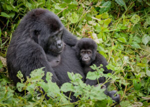 Nkuringo Family, Bwindi Impenetrable National Park, Uganda 7Day Tailor-Made Holiday