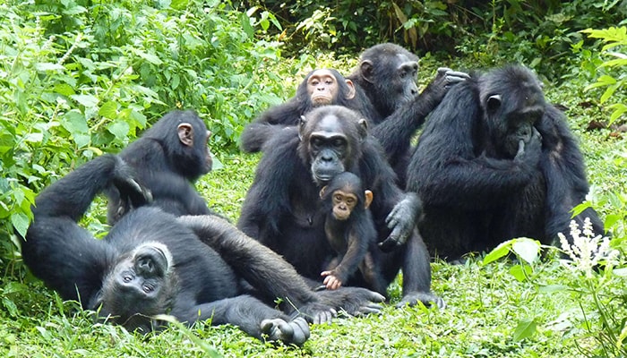 9Day Uganda chimpanzee